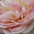 Alb - roz - Trandafir pentru straturi Floribunda - Pastella®